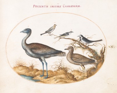 Animalia Volatilia et Amphibia (Aier): Plate XX, c. 1575/1580.