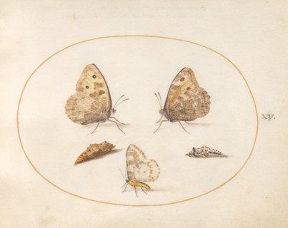 Plate 15: Three Butterflies and Two Chrysalides, c. 1575/1580.