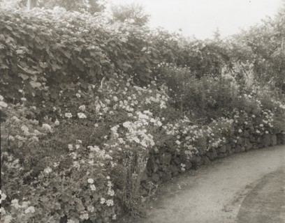 Unidentified house and garden, between 1910 and 1935.