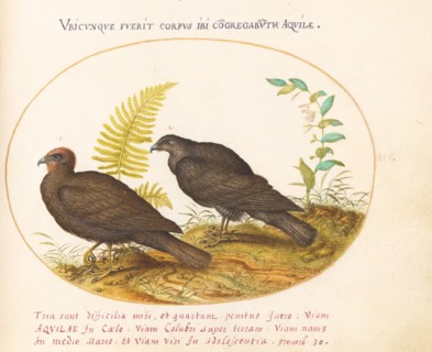 Animalia Volatilia et Amphibia (Aier): Plate III, c. 1575/1580.