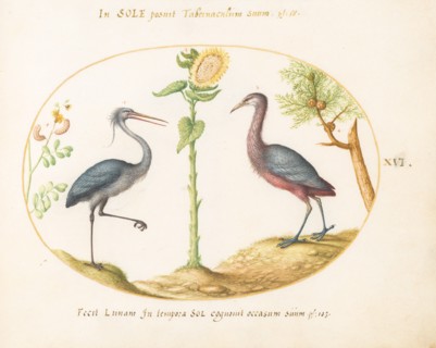 Animalia Volatilia et Amphibia (Aier): Plate XVI, c. 1575/1580.