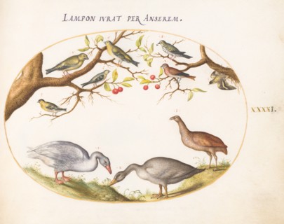Animalia Volatilia et Amphibia (Aier): Plate XLI, c. 1575/1580.