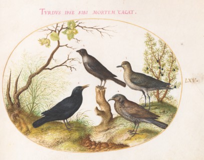 Animalia Volatilia et Amphibia (Aier): Plate LXV, c. 1575/1580.