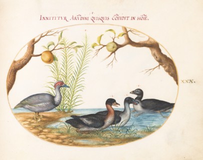 Animalia Volatilia et Amphibia (Aier): Plate XXX, c. 1575/1580.