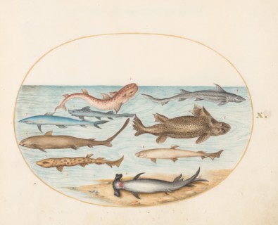 Animalia Aqvatilia et Cochiliata (Aqva): Plate X, c. 1575/1580.