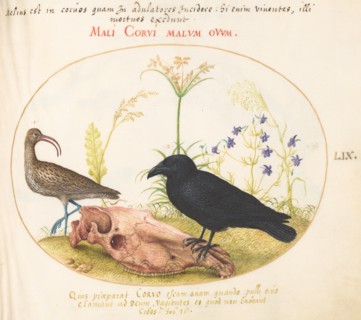 Animalia Volatilia et Amphibia (Aier): Plate LIX, c. 1575/1580.