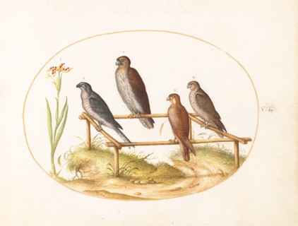 Animalia Volatilia et Amphibia (Aier): Plate VII, c. 1575/1580.