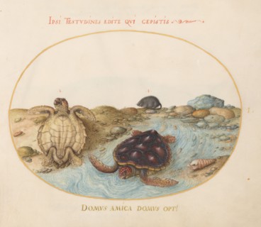 Animalia Aqvatilia et Cochiliata (Aqva): Plate I, c. 1575/1580.