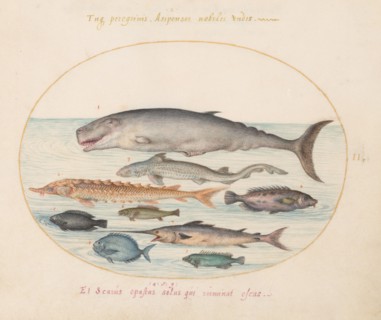 Animalia Aqvatilia et Cochiliata (Aqva): Plate II, c. 1575/1580.