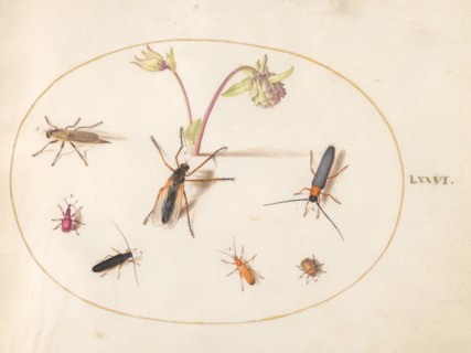 Plate 76: Insects with a Pink and Cream Columbine, c. 1575/1580.