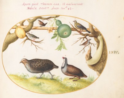 Animalia Volatilia et Amphibia (Aier): Plate LXIV, c. 1575/1580.
