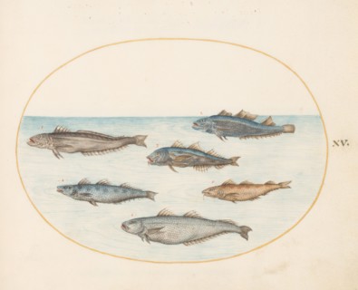 Animalia Aqvatilia et Cochiliata (Aqva): Plate XV, c. 1575/1580.