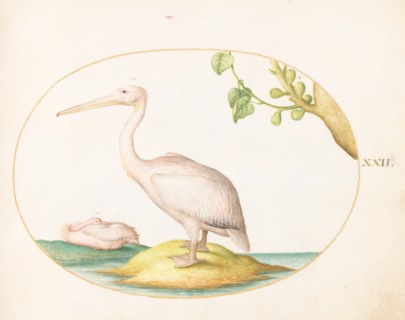 Animalia Volatilia et Amphibia (Aier): Plate XXII, c. 1575/1580.
