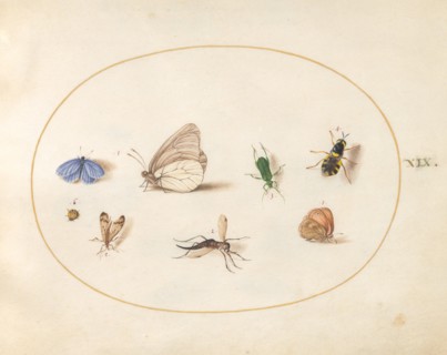Plate 19: Two Butterflies with Five Other Insects, c. 1575/1580.