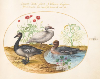 Animalia Volatilia et Amphibia (Aier): Plate XXIX, c. 1575/1580.