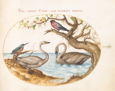 Animalia Volatilia et Amphibia (Aier): Plate XXIV, c. 1575/1580.