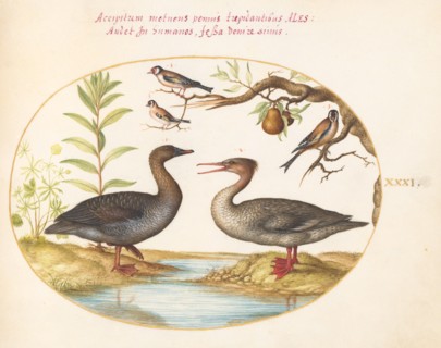 Animalia Volatilia et Amphibia (Aier): Plate XXXI, c. 1575/1580.