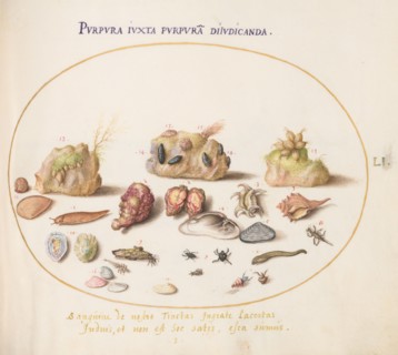 Animalia Aqvatilia et Cochiliata (Aqva): Plate LI, c. 1575/1580.