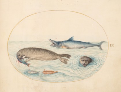 Animalia Aqvatilia et Cochiliata (Aqva): Plate IX, c. 1575/1580.