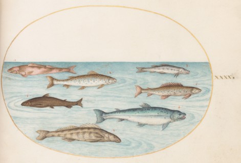 Animalia Aqvatilia et Cochiliata (Aqva): Plate XL, c. 1575/1580.