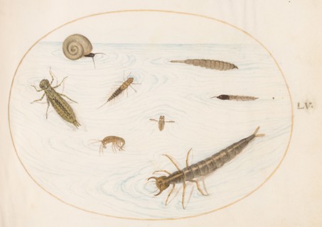 Animalia Aqvatilia et Cochiliata (Aqva): Plate LV, c. 1575/1580.