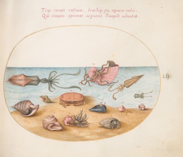 Animalia Aqvatilia et Cochiliata (Aqva): Plate LII, c. 1575/1580.