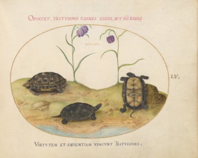 Animalia Qvadrvpedia et Reptilia (Terra): Plate LV, c. 1575/1580.