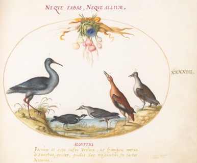 Animalia Volatilia et Amphibia (Aier): Plate XLIII, c. 1575/1580.