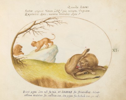 Animalia Qvadrvpedia et Reptilia (Terra): Plate XI, c. 1575/1580.