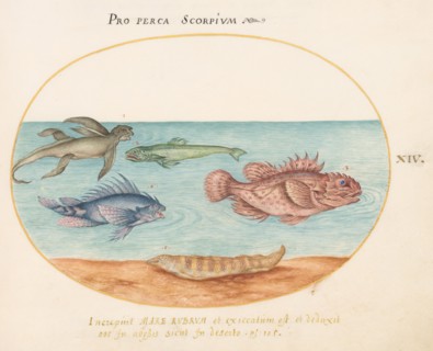 Animalia Aqvatilia et Cochiliata (Aqva): Plate XIV, c. 1575/1580.