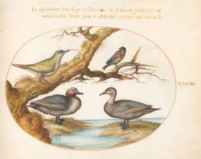Animalia Volatilia et Amphibia (Aier): Plate XXXII, c. 1575/1580.