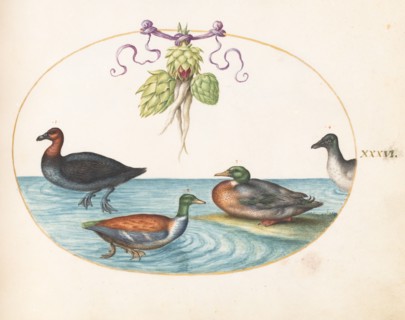 Animalia Volatilia et Amphibia (Aier): Plate XXXVI, c. 1575/1580.