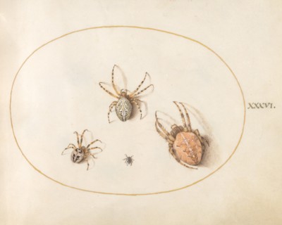 Plate 36: Three Large Spiders and One Small Spider, c. 1575/1580.