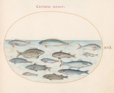 Animalia Aqvatilia et Cochiliata (Aqva): Plate XXI, c. 1575/1580.