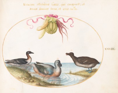 Animalia Volatilia et Amphibia (Aier): Plate XXXIX, c. 1575/1580.