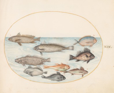 Animalia Aqvatilia et Cochiliata (Aqva): Plate XIX, c. 1575/1580.