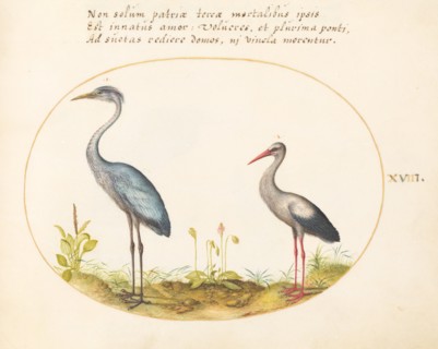 Animalia Volatilia et Amphibia (Aier): Plate XVIII, c. 1575/1580.