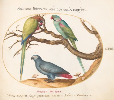 Animalia Volatilia et Amphibia (Aier): Plate LVIII, c. 1575/1580.