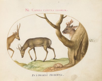 Animalia Qvadrvpedia et Reptilia (Terra): Plate XX, c. 1575/1580.