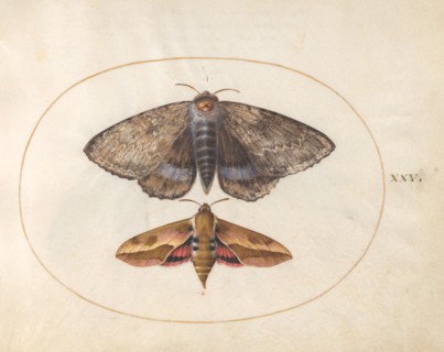 Plate 25: Blue Underwing Moth and Spurge Hawk Moth, c. 1575/1580.