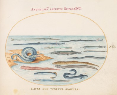Animalia Aqvatilia et Cochiliata (Aqva): Plate XVI, c. 1575/1580.