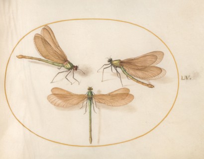 Plate 55: Three Green Dragonflies with Brown Wings, c. 1575/1580.