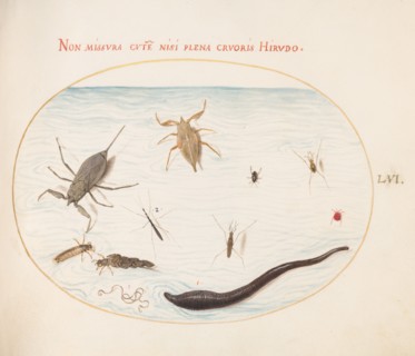 Animalia Aqvatilia et Cochiliata (Aqva): Plate LVI, c. 1575/1580.