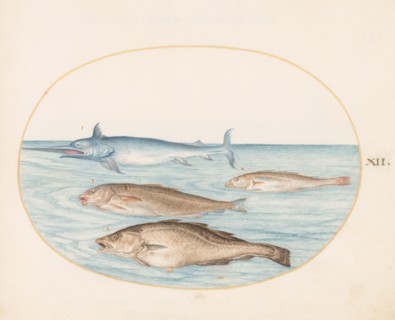 Animalia Aqvatilia et Cochiliata (Aqva): Plate XII, c. 1575/1580.