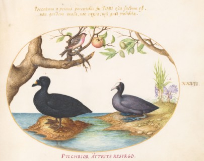 Animalia Volatilia et Amphibia (Aier): Plate XXVII, c. 1575/1580.