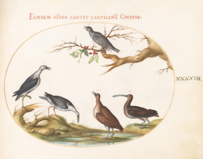 Animalia Volatilia et Amphibia (Aier): Plate XLVII, c. 1575/1580.