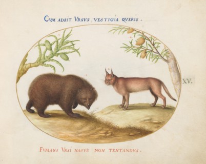 Animalia Qvadrvpedia et Reptilia (Terra): Plate XV, c. 1575/1580.