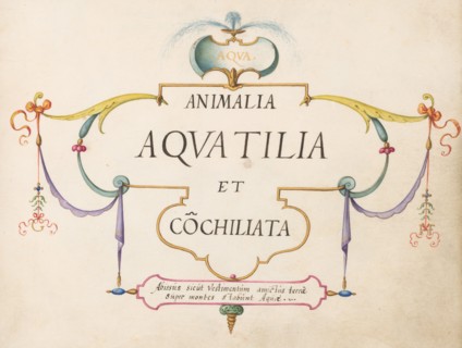 Animalia Aqvatilia et Cochiliata (Aqva): Title Page, c. 1575/1580.