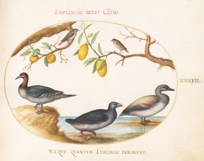 Animalia Volatilia et Amphibia (Aier): Plate XXXVII, c. 1575/1580.