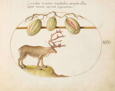 Animalia Qvadrvpedia et Reptilia (Terra): Plate XXI, c. 1575/1580.